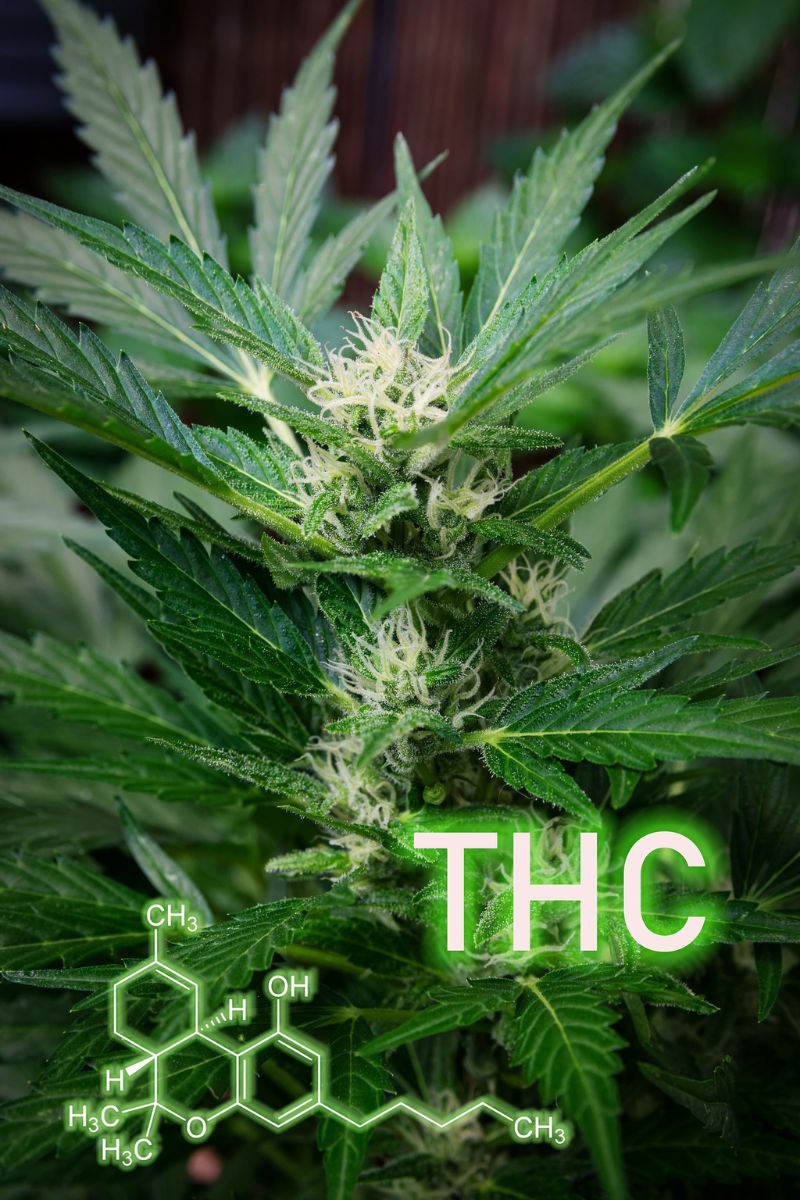 THC