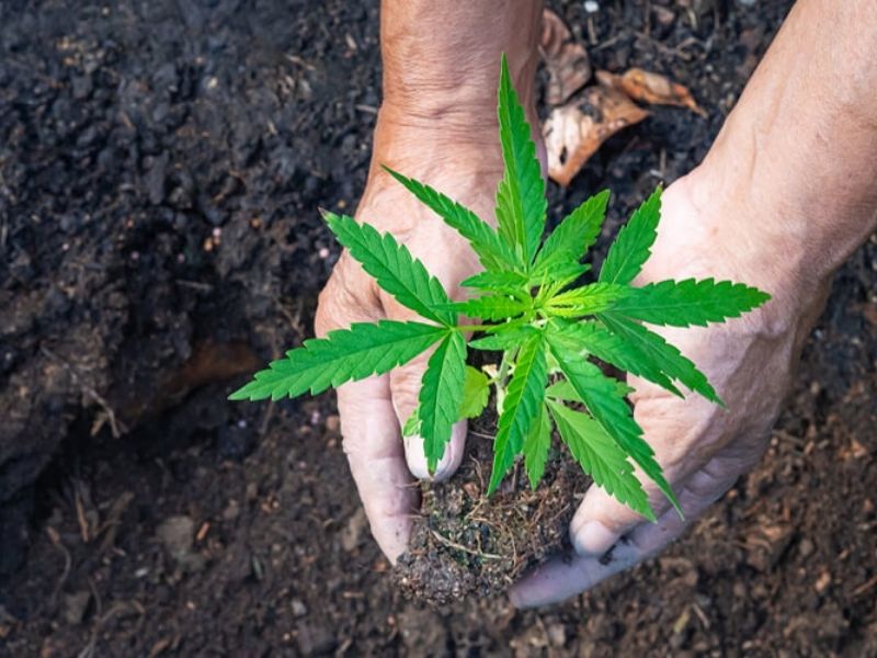 A Brief on Cannabis Cultivation