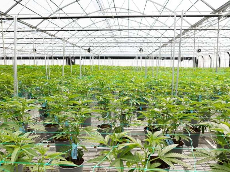 Gladd House Cultivation Facility
