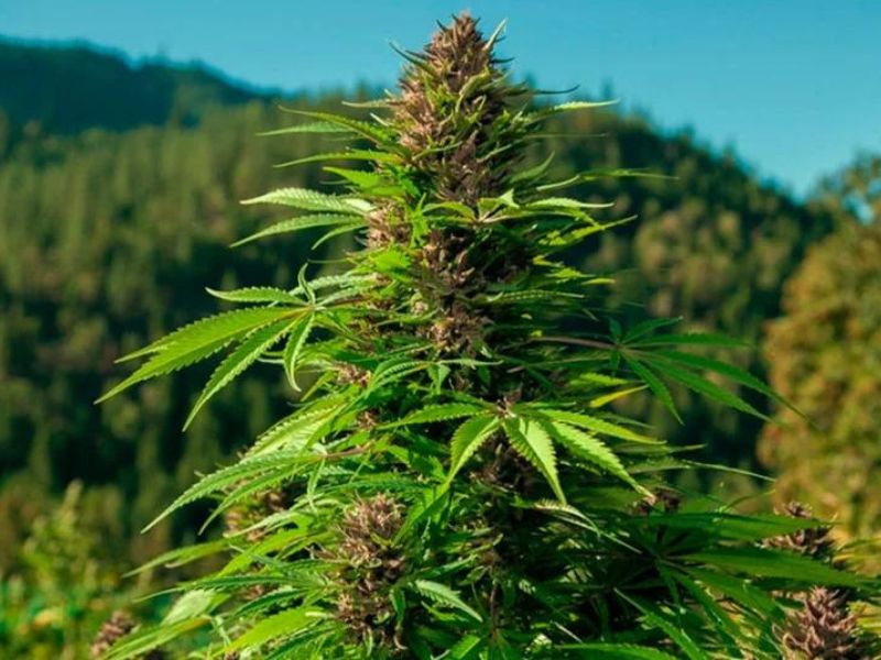 Landrace cannabis