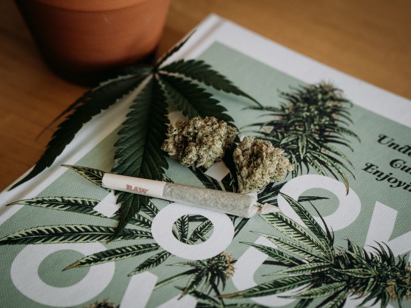 Fresh cannabis buds